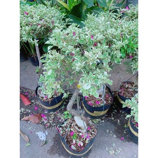 Cây Hoa Giấy Cẩm Thạch