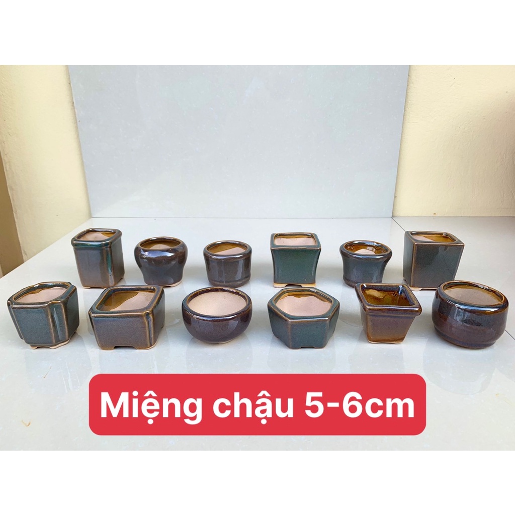 Combo 12 chậu mini bonsai cây cảnh sen đá SP696