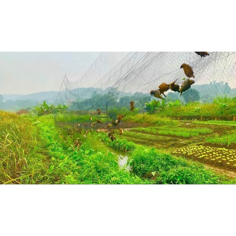 0 lưới chim tàng hình dài 60m mắt 3 phân cao 5m chuyên ri, sẻ, sâu khuyên mi... 00