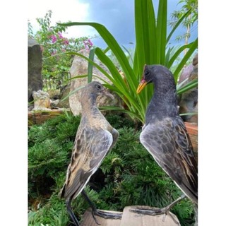 0 Chim mồi giả nhồi keo bẫy chim bìm bịp và quốc hoặc gà đồng gà nước mắt đỏ mắt xéo 00