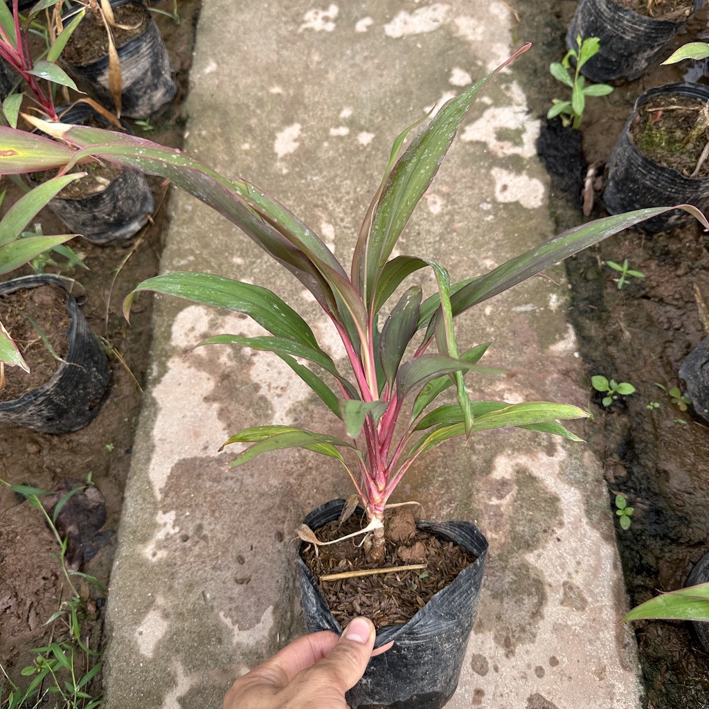 Cây cảnh - cây huyết dụ lá kim Cao 20cm trang trí sân vườn cảnh quan