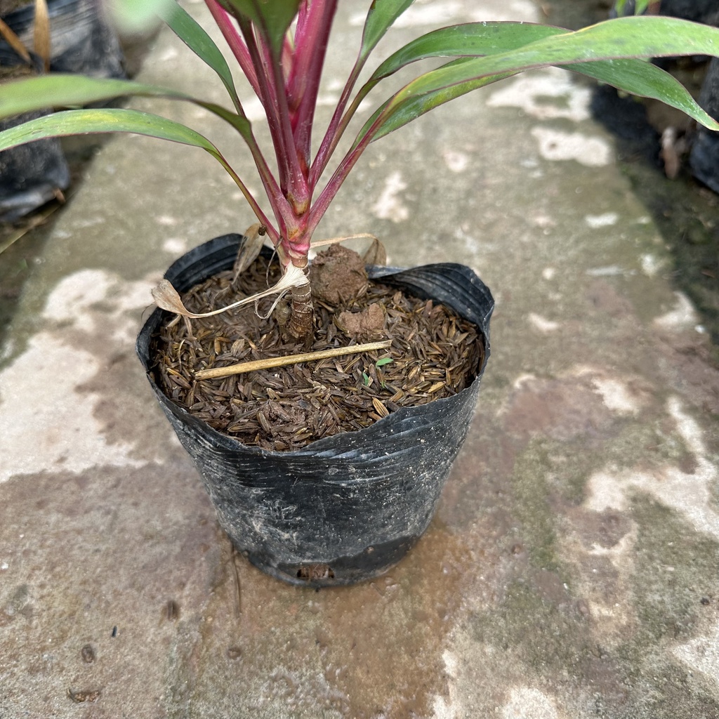 Cây cảnh - cây huyết dụ lá kim Cao 20cm trang trí sân vườn cảnh quan