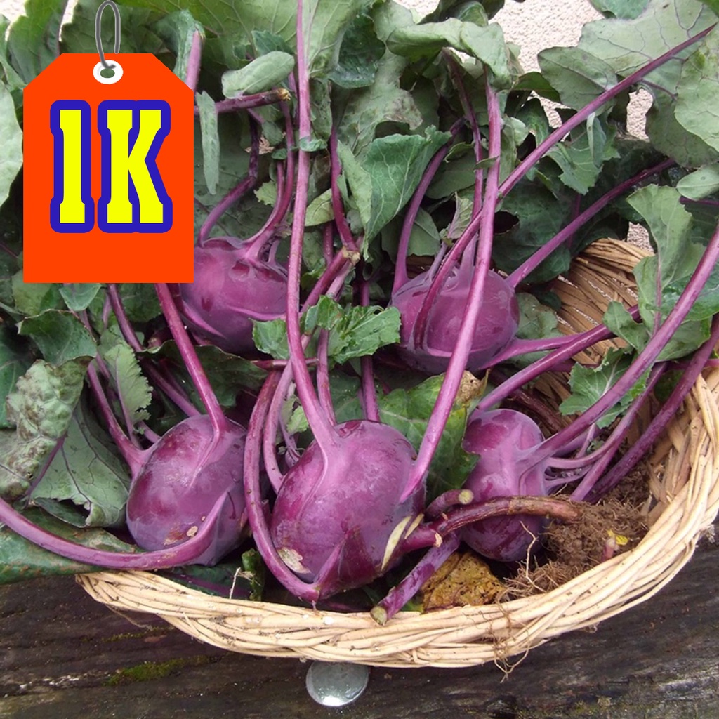 Hạt giống Su Hào Tím Nhập Khẩu Mỹ - 300 Hạt - Nảy mầm 95%