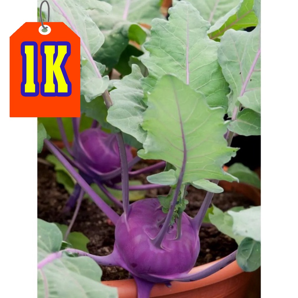 Hạt giống Su Hào Tím Nhập Khẩu Mỹ - 300 Hạt - Nảy mầm 95%