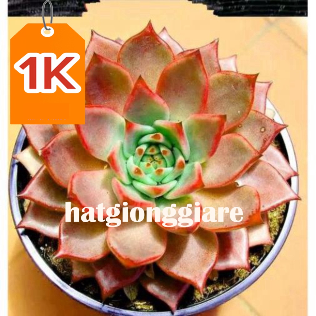 RẺ VÔ ĐỊCH  100 hạt giống sen đá kim cương nhiều mầu