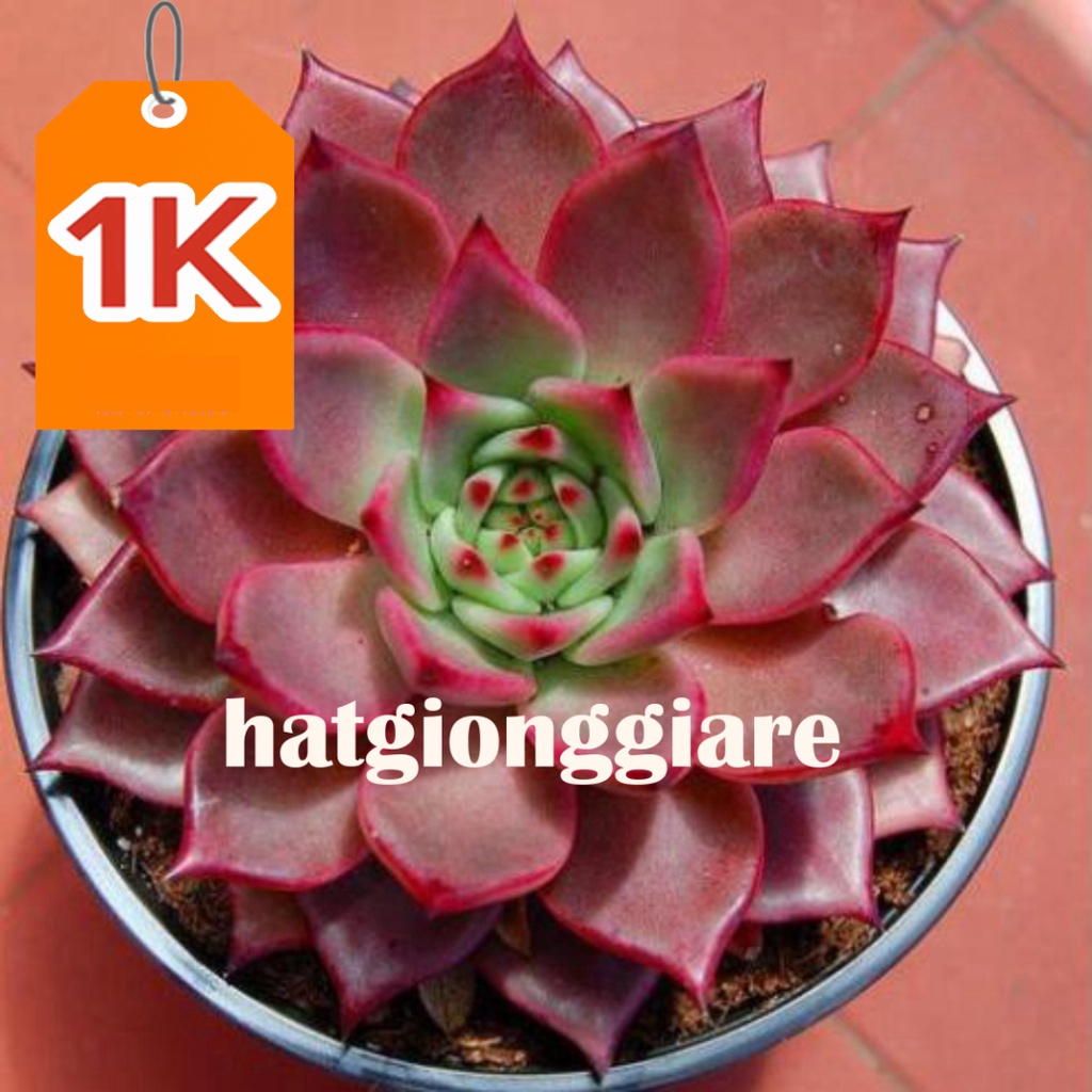 RẺ VÔ ĐỊCH  100 hạt giống sen đá kim cương nhiều mầu