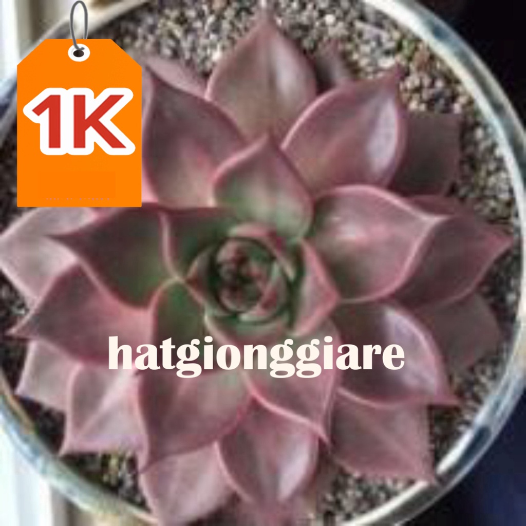 RẺ VÔ ĐỊCH  100 hạt giống sen đá kim cương nhiều mầu