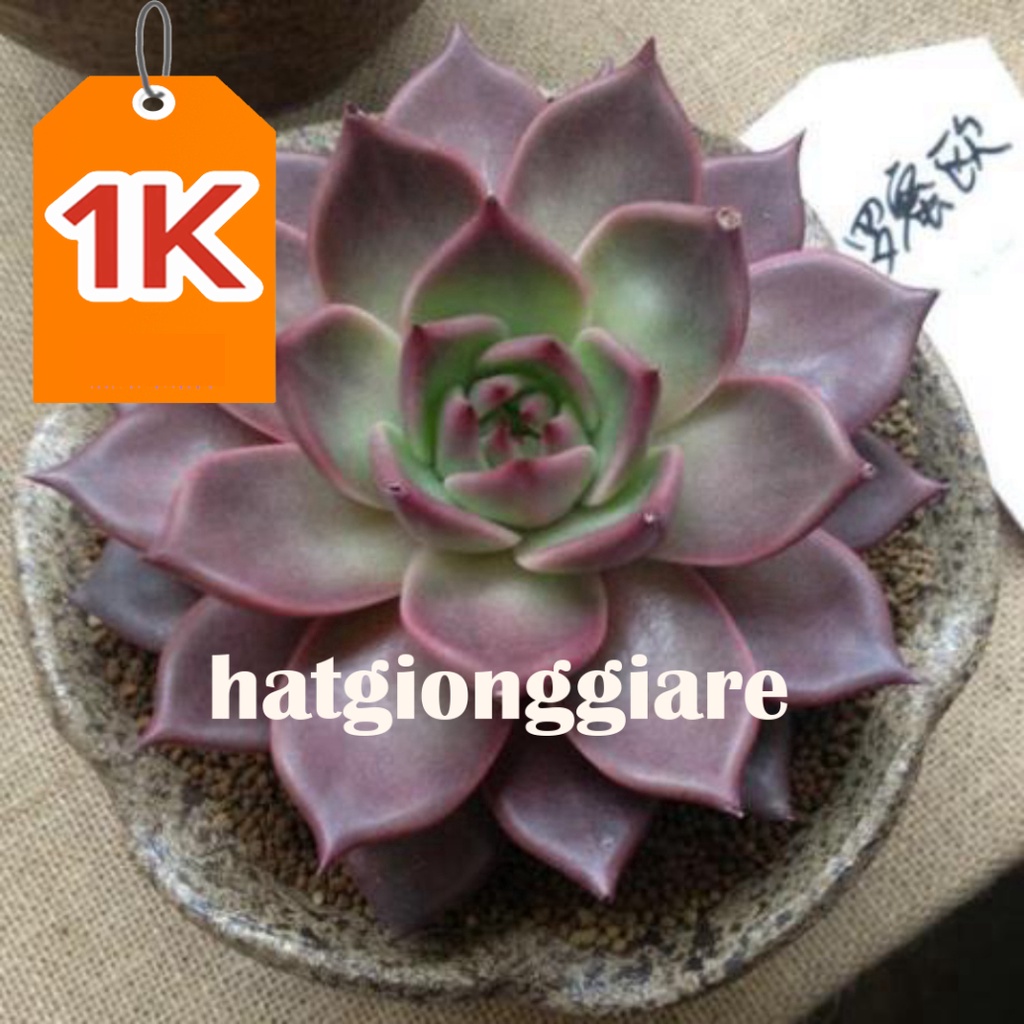 RẺ VÔ ĐỊCH  100 hạt giống sen đá kim cương nhiều mầu