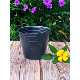 Chậu Trồng Cây Ươm Cây C6 Combo 100 cái