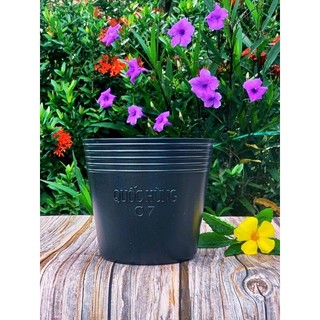 Chậu  trồng cây C7
