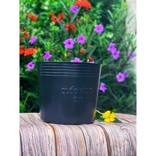 Chậu Trồng Cây C10 Combo 50 cái