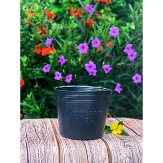 Chậu Trồng Cây C9 Combo 50 cái