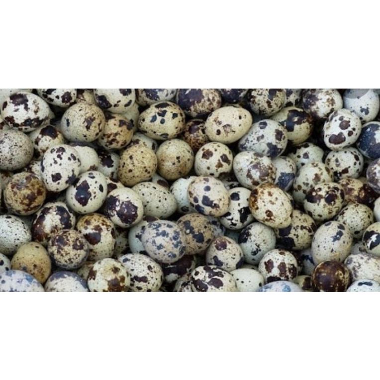 Trứng Chim Cút Tươi, cút lộn - 20 quả - giao Hoả Tốc