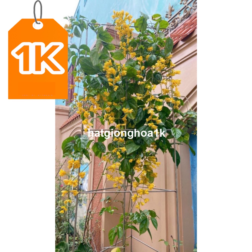 10 Hạt Hoa lan hoàng dương – Loài hoa dây leo với sắc màu rực rỡ