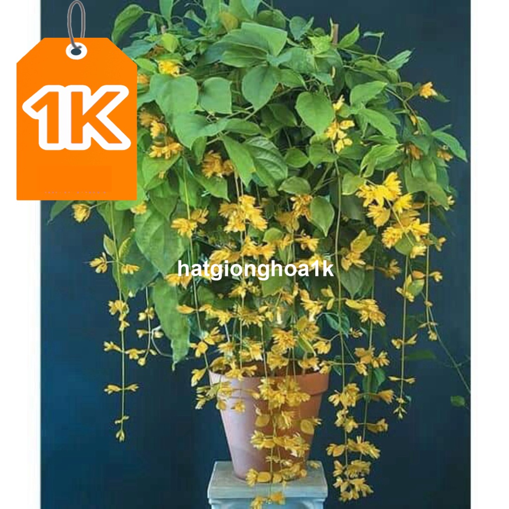 10 Hạt Hoa lan hoàng dương – Loài hoa dây leo với sắc màu rực rỡ