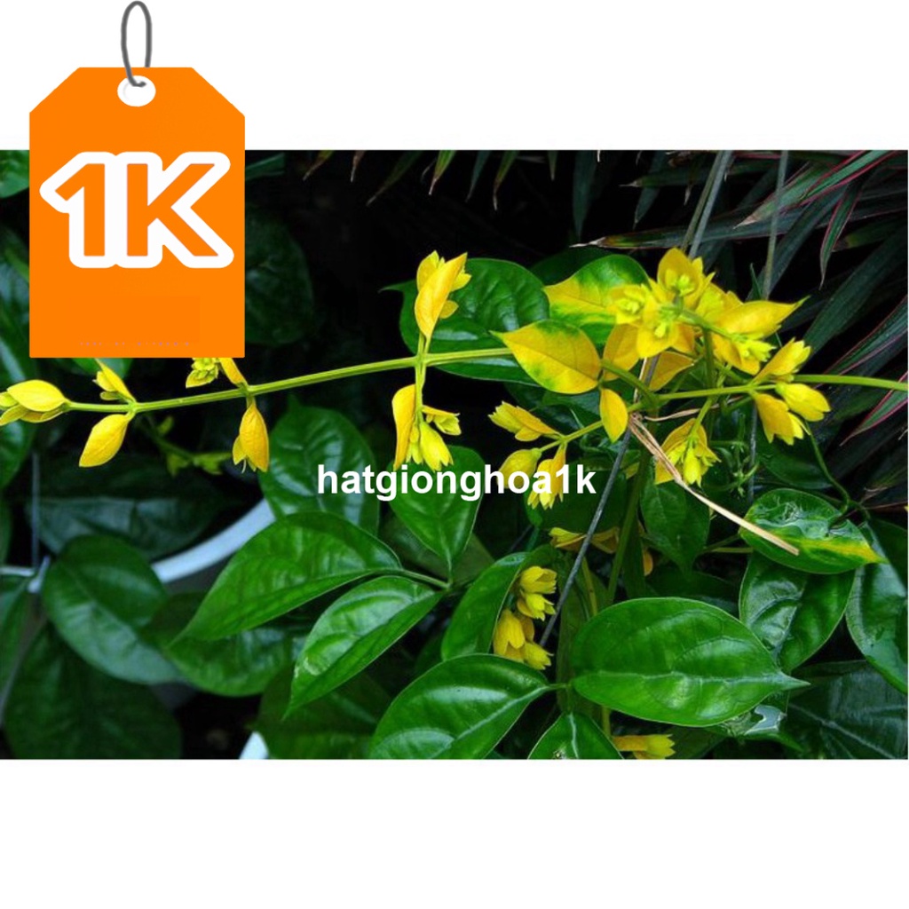 10 Hạt Hoa lan hoàng dương – Loài hoa dây leo với sắc màu rực rỡ