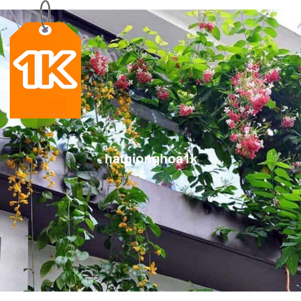 10 Hạt Hoa lan hoàng dương – Loài hoa dây leo với sắc màu rực rỡ
