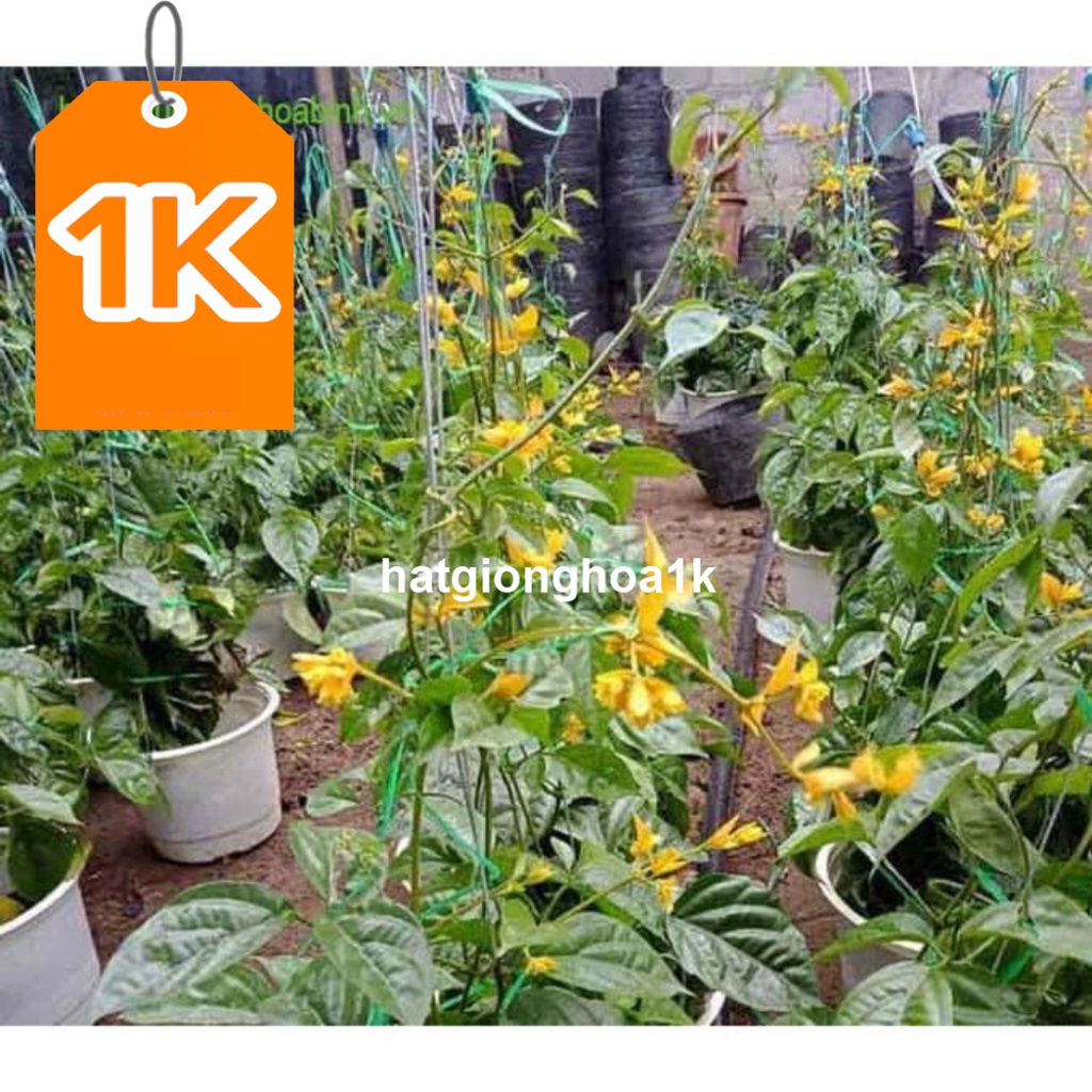 10 Hạt Hoa lan hoàng dương – Loài hoa dây leo với sắc màu rực rỡ