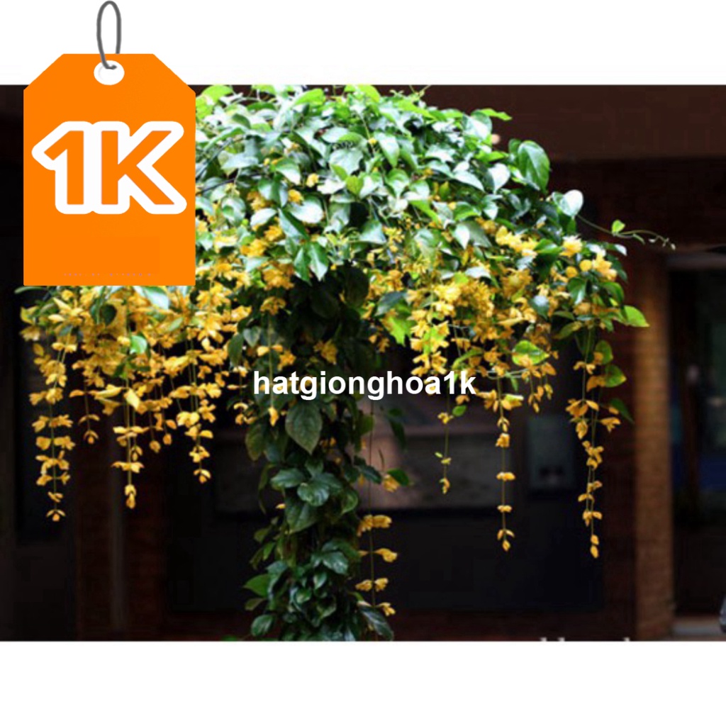10 Hạt Hoa lan hoàng dương – Loài hoa dây leo với sắc màu rực rỡ
