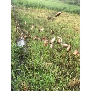 Lưới chim tàng hình bằng cước dài 30m cao 5m. mắt lưới từ 3 đến 8 phân 00 0