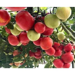 Hạt giống cà chua 5gr