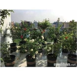 [Hàng loại 1] PHÂN BÓN HỮU CƠ RỄ MẦM CHỒI