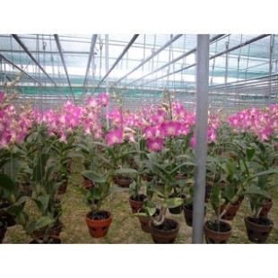 [Hàng loại 1] PHÂN BÓN HỮU CƠ RỄ MẦM CHỒI
