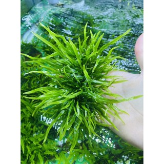 Dương Xĩ lá kim mini dán lũa , trang trí bể thủy sinh cực đẹp