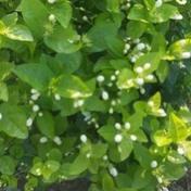 1kg HOA NHÀI KHÔ - Anantaybac.