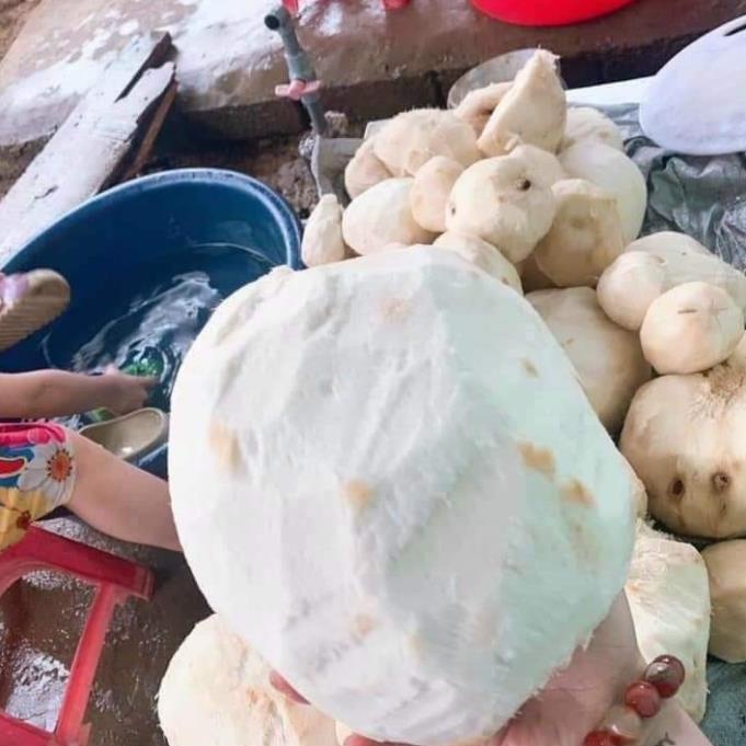 SÂM TỐ NỮ KHÔ NGUYÊN CHẤT 1KG hàng Việt Nam