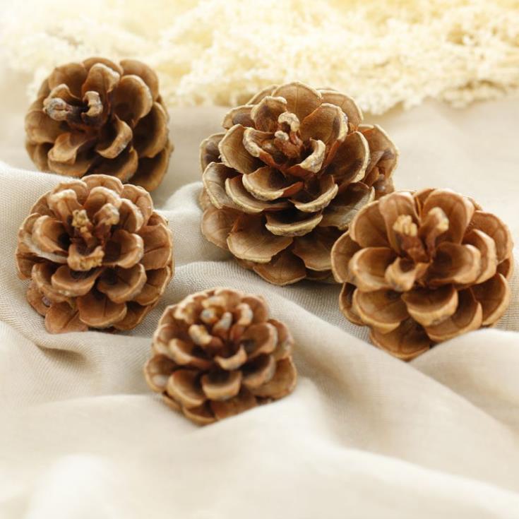 Quả thông khô trang trí noel sự kiện