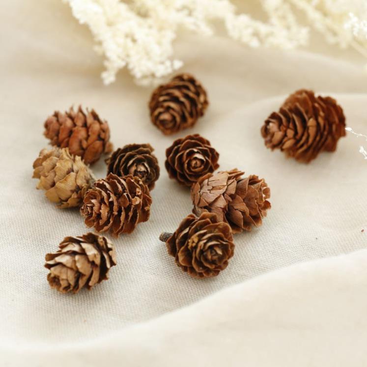 Quả thông khô trang trí noel sự kiện