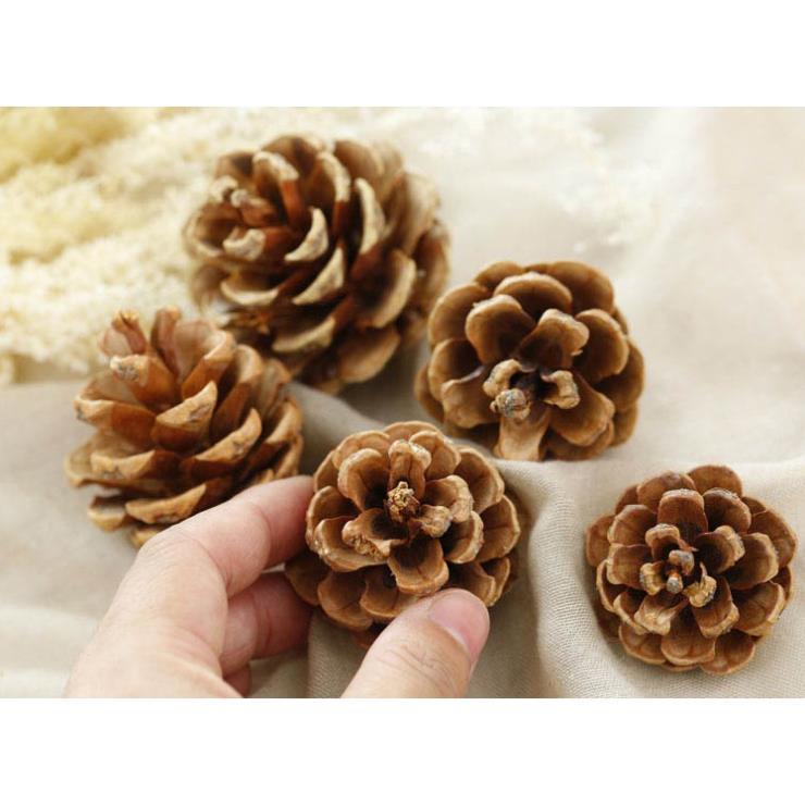 Quả thông khô trang trí noel sự kiện