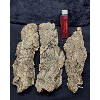 Cork bark - Vỏ gỗ sồi