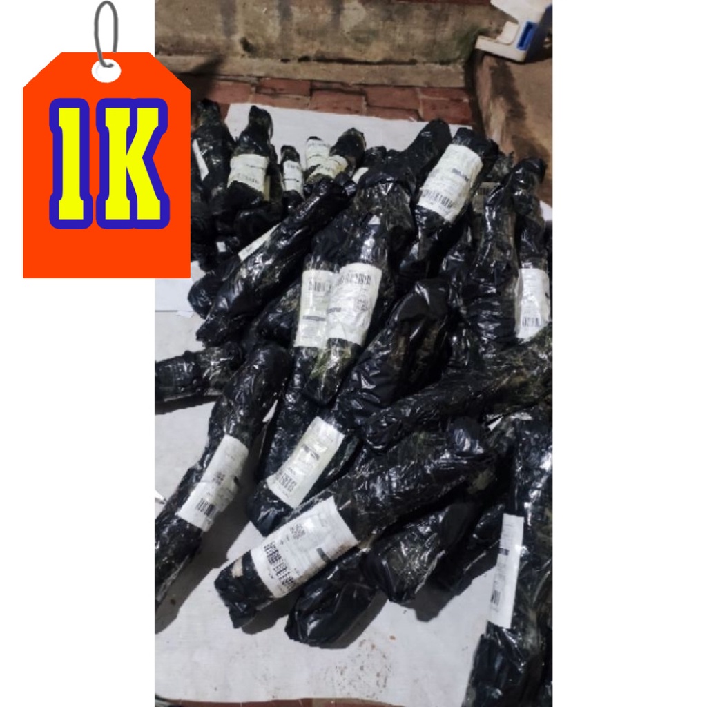 GIỐNG Bina Chaya  1K