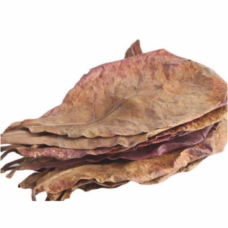 2023 Lá bàng khô tự nhiên và nước lá bàng cho hồ cá