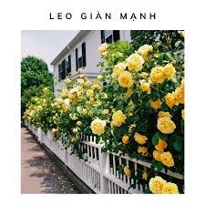 COMBO 5 GỐC HOA HỒNG LEO SIÊU NỤ ( KHÁCH ĐƯỢC CHỌN MÀU)