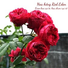 COMBO 5 GỐC HOA HỒNG LEO SIÊU NỤ ( KHÁCH ĐƯỢC CHỌN MÀU)