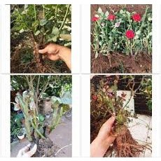 COMBO 5 GỐC HOA HỒNG LEO SIÊU NỤ ( KHÁCH ĐƯỢC CHỌN MÀU)