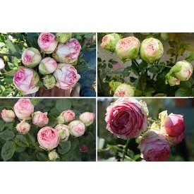 COMBO 5 GỐC HOA HỒNG LEO SIÊU NỤ ( KHÁCH ĐƯỢC CHỌN MÀU)