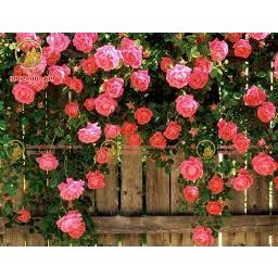 COMBO 5 GỐC HOA HỒNG LEO SIÊU NỤ ( KHÁCH ĐƯỢC CHỌN MÀU)