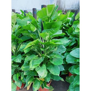 Trầu Bà Leo Cột