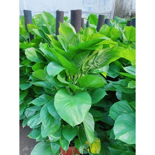 Trầu bà leo cột