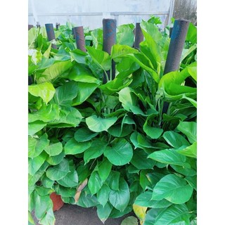 Trầu Bà Leo Cột