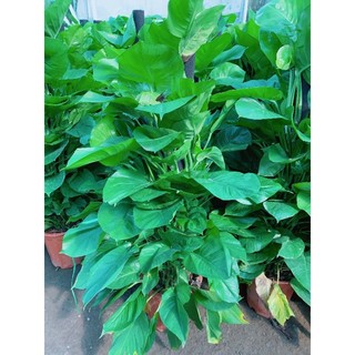 Trầu Bà Leo Cột