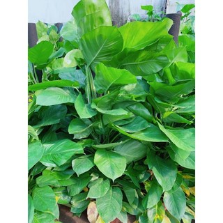 Trầu Bà Leo Cột