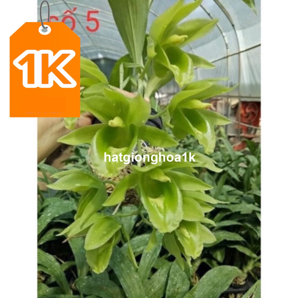 RẺ VÔ ĐỊCH  Hoa Lan thiên Nga đột biến