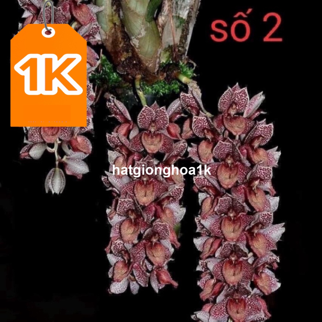 RẺ VÔ ĐỊCH  Hoa Lan thiên Nga đột biến