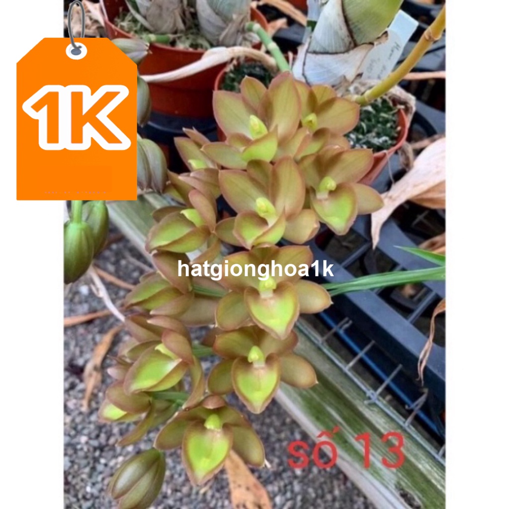 RẺ VÔ ĐỊCH  Hoa Lan thiên Nga đột biến