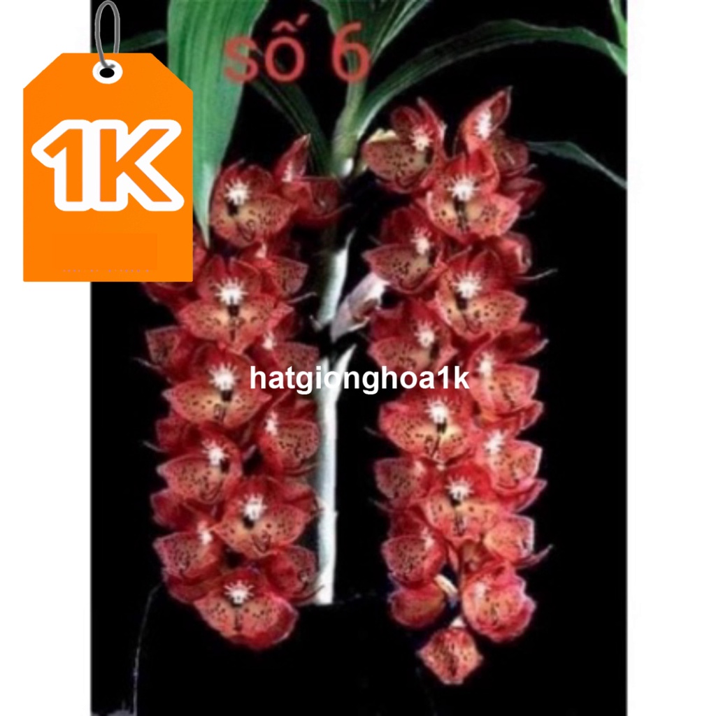 RẺ VÔ ĐỊCH  Hoa Lan thiên Nga đột biến